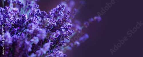 Close-up of lavender flowers, Soft focus on black banner background photo