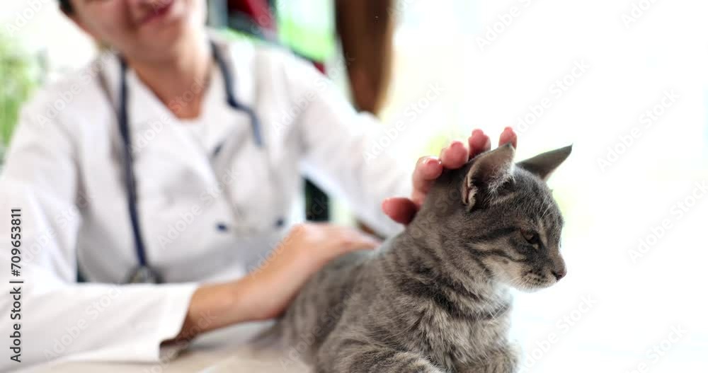 Veterinarian puts gray cat at reception in veterinary clinic. Providing medical care to animals Veterinarian puts gray cat at reception in veterinary clinic. Providing medical care to animals
