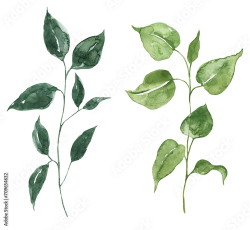 Watercolor branches with green leaves. Leaf illustration, isolated natural elements. Hand-painted plants. PNG clipart.