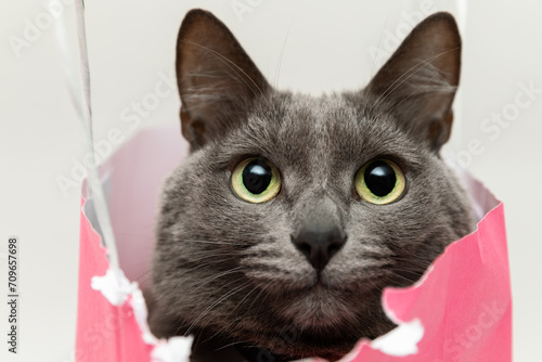 Fototapeta Naklejka Na Ścianę i Meble -  Fluffy beautiful gray cat sitting in a pink bag and looking into the frame with big cute eyes . Close-up portrait.  Romantic gift for valentine's day. High quality stock photo