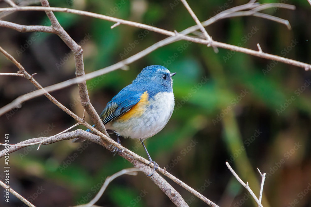 幸せの青い鳥、可愛いルリビタキ(ヒタキ科)。
日本国千葉県市川市、大町公園自然観察園にて。
2024年1月4日撮影。
A happy blue bird, the lovely Red-flanked Bluetail (Tarsiger cyanurus, family comprising flycatchers).
At Omachi park natural observation 幸せの青い鳥、可愛いルリビタキ(ヒタキ科)。
日本国千葉県市川市、大町公園自然観察園にて。
2024年1月4日撮影。
A happy blue bird, the lovely Red-flanked Bluetail (Tarsiger cyanurus, family comprising flycatchers).
At Omachi park natural observation