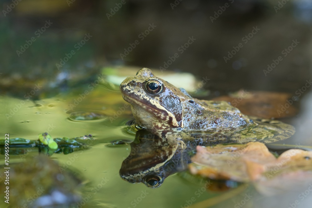 Young european common brown frog (Rana temporaria) peeks out of the water. Wildlife scene with brown frog. Young european common brown frog (Rana temporaria) peeks out of the water. Wildlife scene with brown frog.