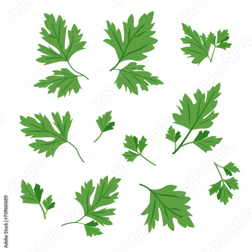 Set of Fresh green parsley leaves isolated on white background. Cilantro leaves, raw garden parsley twig, chervil or coriander leaf collection. Vector icons illustration.