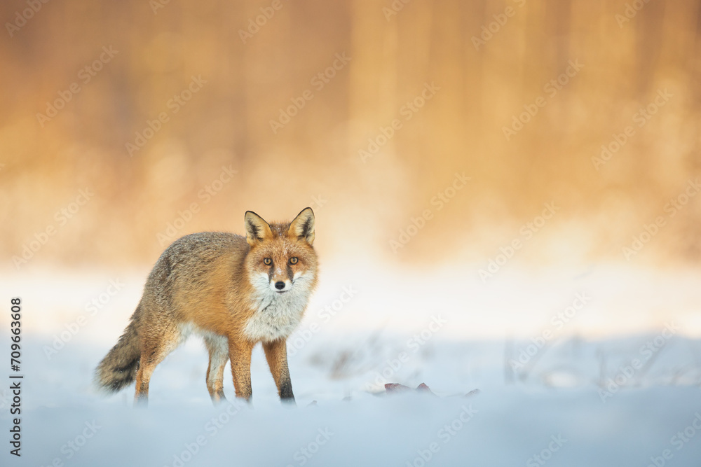 Fototapeta premium Fox Vulpes vulpes in winter scenery, Poland Europe, animal walking among snowy meadow