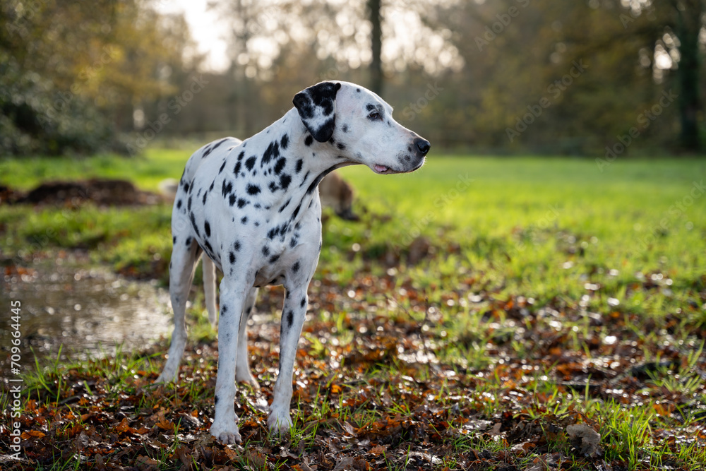 CHIEN DALMATIEN NATURE CHIEN DALMATIEN NATURE