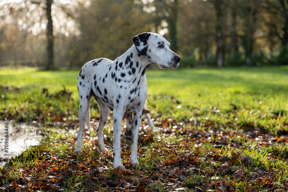 CHIEN DALMATIEN NATURE CHIEN DALMATIEN NATURE