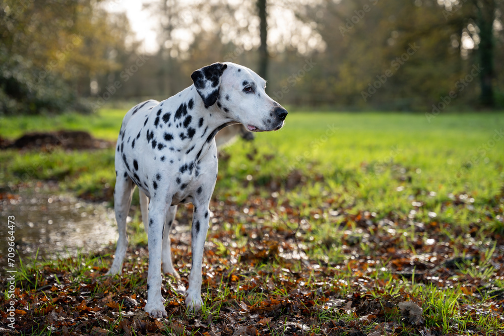 CHIEN DALMATIEN NATURE CHIEN DALMATIEN NATURE