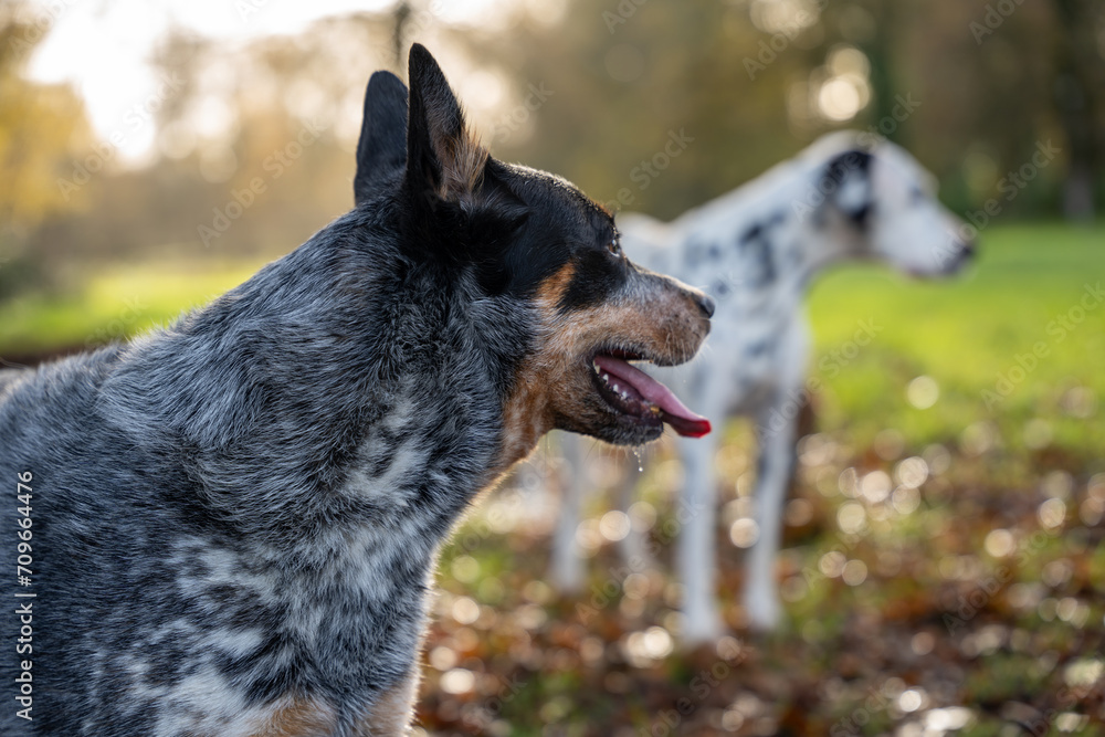 Gros plan Australian Cattle Dog - Bouvier Australien