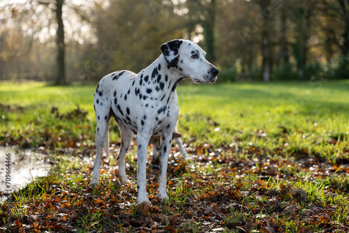 CHIEN DALMATIEN NATURE