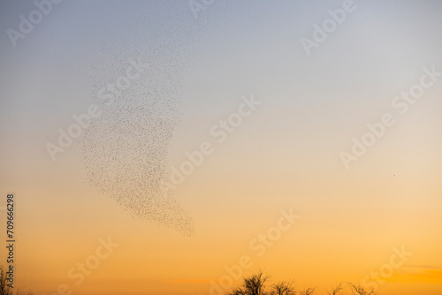 Starlings murmuration in Aiguamolls De L Emporda Nature Park  Spain