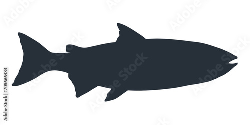 Salmon fish silhouette. Hand drawn vector illustration of fish isolated on white background.