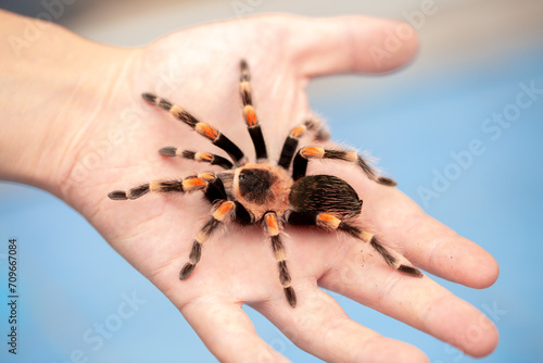 Tarantula spider on a man's hand close up. Tarantula spider as a pet.