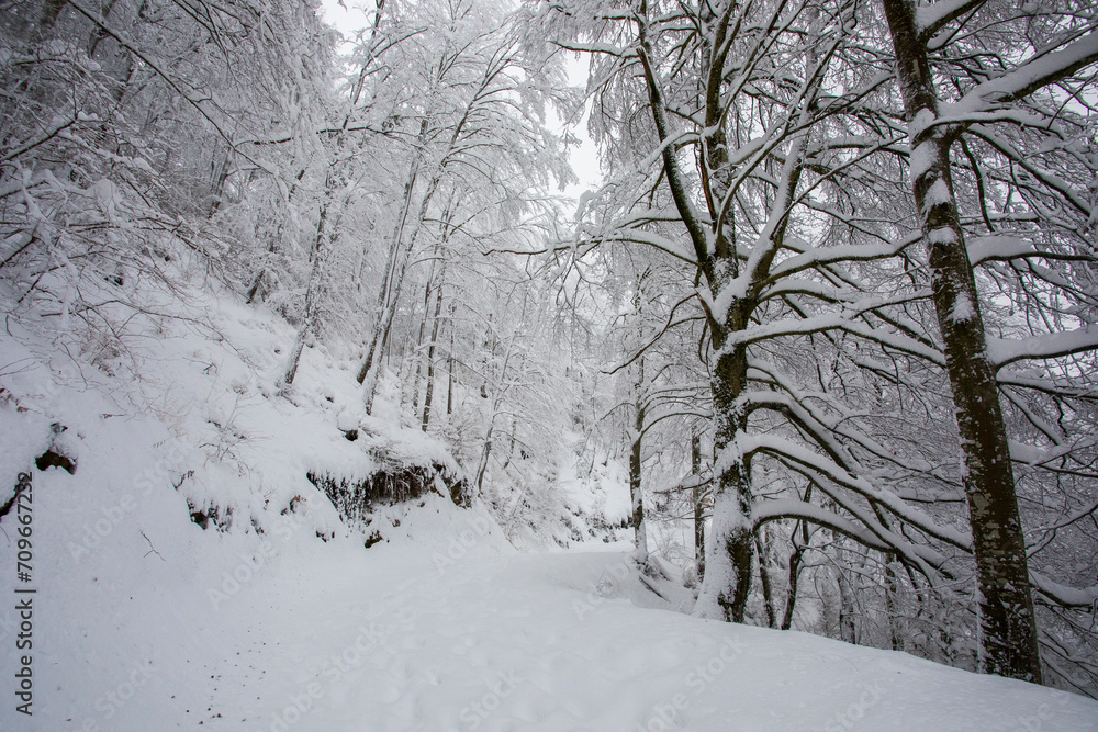 Winter landscape and snowfall in La Grevolosa forest, Osona, Barcelona, Spain Winter landscape and snowfall in La Grevolosa forest, Osona, Barcelona, Spain