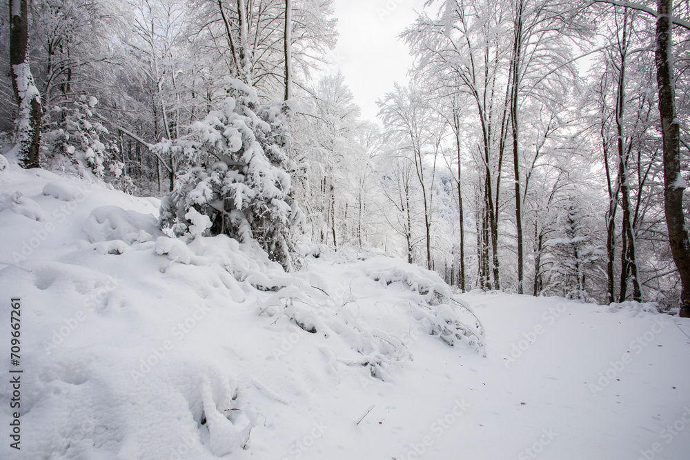 Winter landscape and snowfall in La Grevolosa forest, Osona, Barcelona, Spain Winter landscape and snowfall in La Grevolosa forest, Osona, Barcelona, Spain