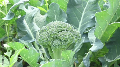 Broccoli in organic vegetable garden. Its other names Brassica oleracea var italica. This is an edible green plant in the cabbage family.  Broccoli is a particularly rich source of vitamin C and K.
 photo
