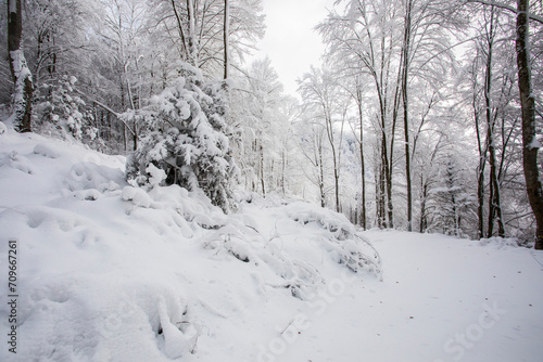 Winter landscape and snowfall in La Grevolosa forest, Osona, Barcelona, Spain