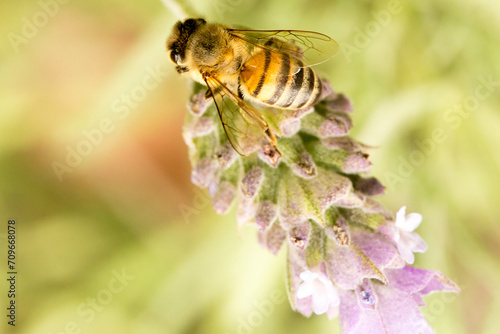 Abelha em um flor de lavanda. A abelha amarela ou abelha italiana amarela, a abelha italiana é uma espécie proveniente do sul da Europa. Mata Atlântica Brasileira, São Paulo, Brasil. 