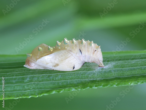 Pupa, also called chrysalis, of brush-footed butterfly photo