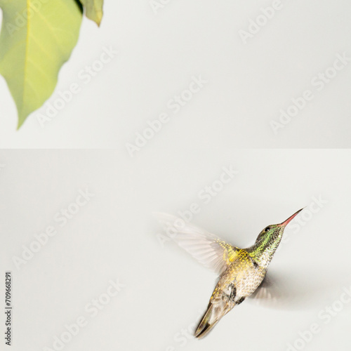 O beija-flor-tesoura-verde é uma ave que pode medir aproximadamente 10 cm de comprimento e se alimenta de flores e insetos. Mata Atlântica brasileira. São Paulo, Brasil.  photo