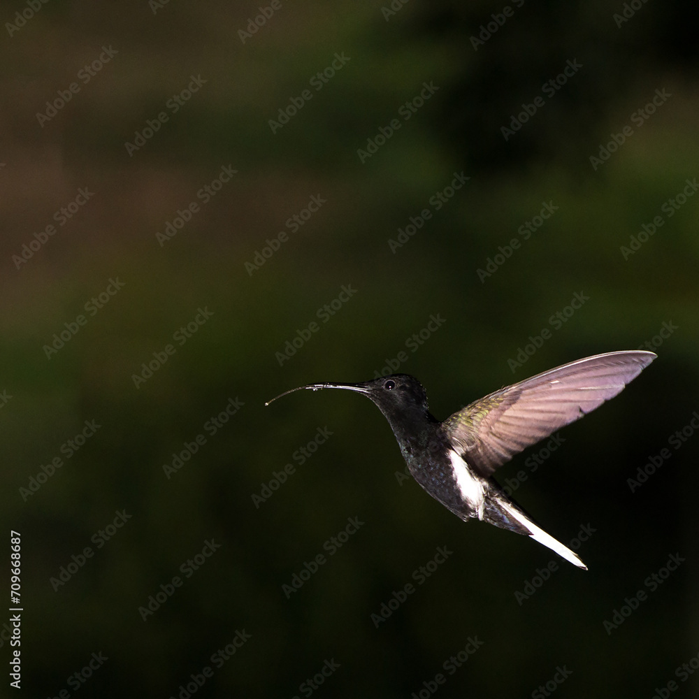 Fototapeta premium O jacobino preto é uma espécie de beija-flor da família Trochilidae. Mata Atlântica brasileira. São Paulo, Brasil.