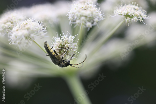 Longhorn beetle or longicorn, Anoplodera virens, feeding on Wild Angelica