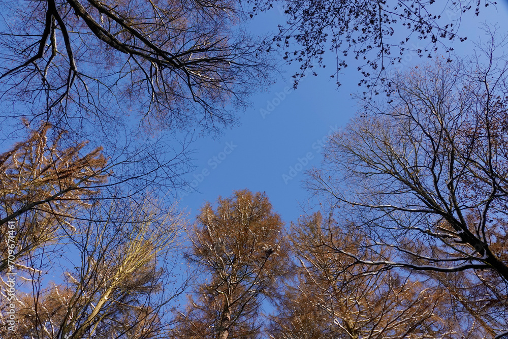 Blick im Winter zu den Baumwipfeln Blick im Winter zu den Baumwipfeln