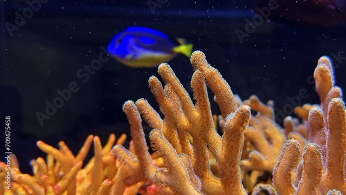 Reef Rhythms: Tang Fish in the Coral Symphony photo