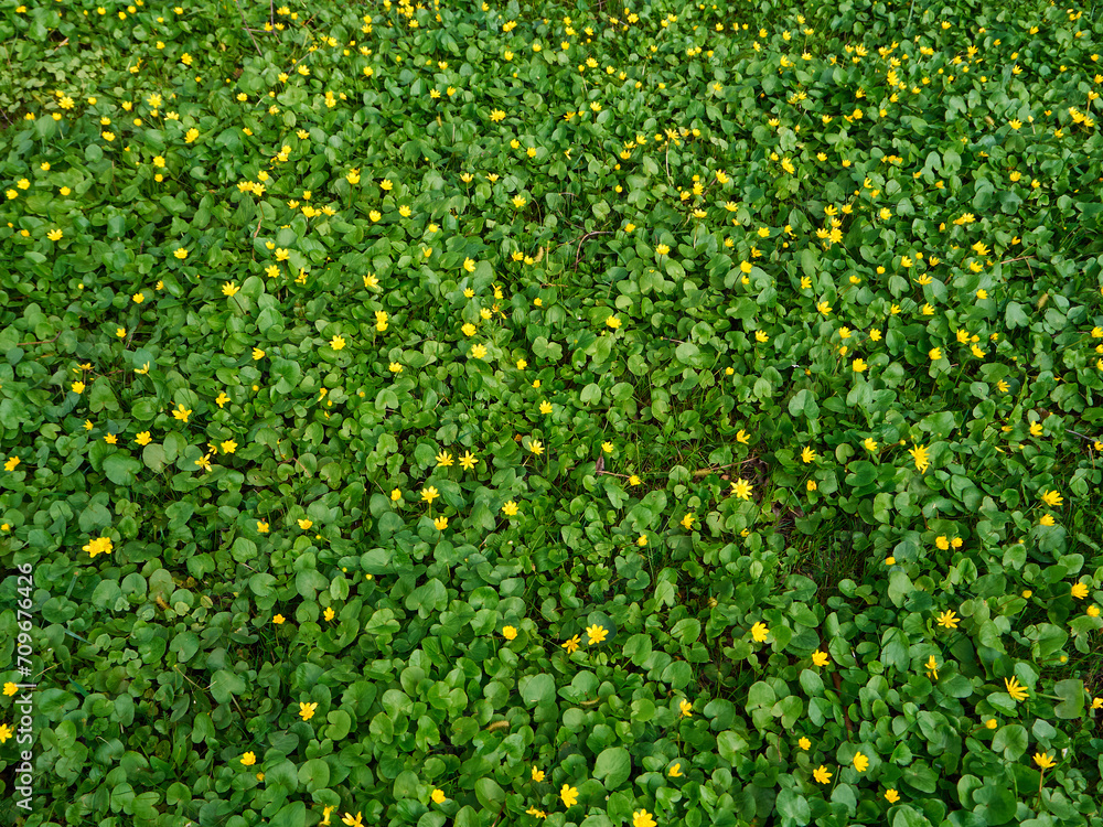 Spring lush green grass covered the ground like a carpet, there are many small yellow flowers between the green leaves of the grass, beautiful spring natural texture