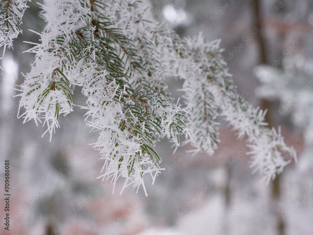 Frost on the branches of a coniferous tree