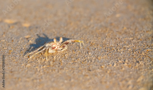 A crab on the beach is running on the white sand. Exotic animals in the resorts of tropical islands. The concept of a beach holiday in the tropics. © Vera