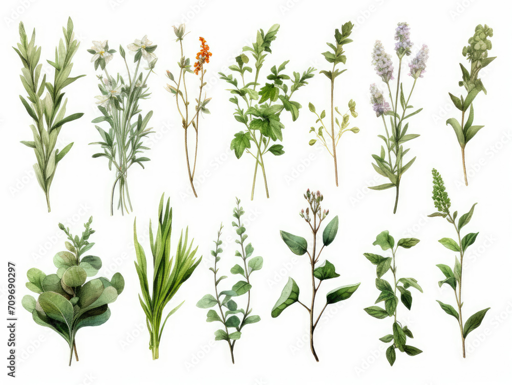 Various Plants on White Background, Botanical Collection of Lush Greenery