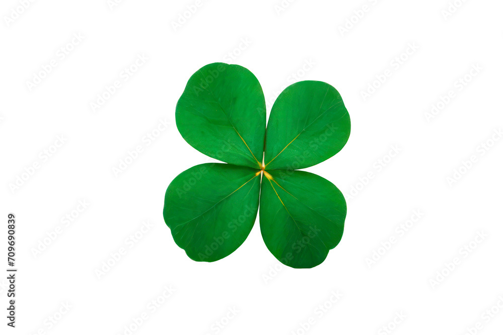 Clover isolated on white background, St. Patrick's Day symbol, full depth of field
