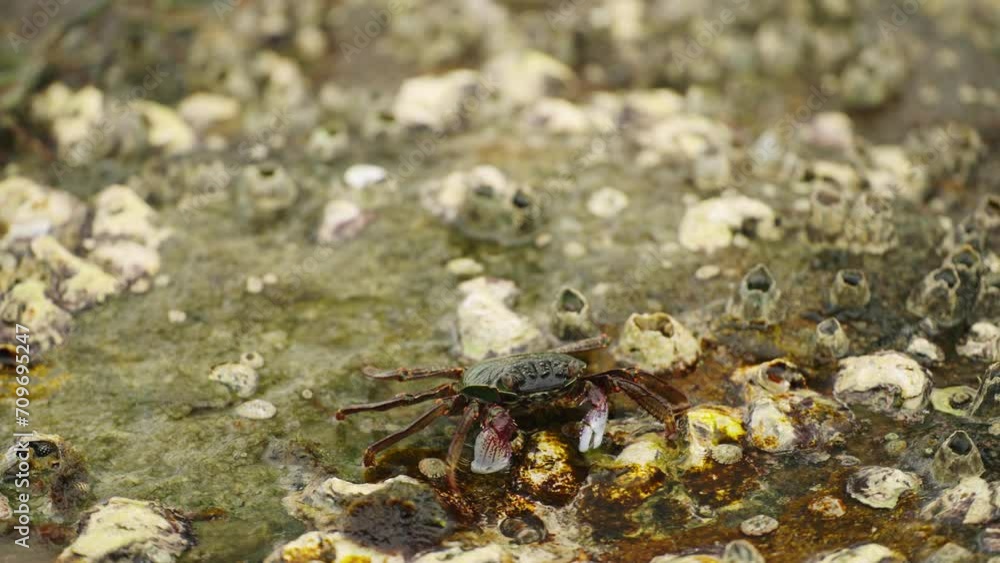 Crab navigates barnacle-laden rock surface near sea, foraging, marine biodiversity, applicable for eco tour promo, aquarium visuals, biology research aid, climate impact study, tidal fauna showcase. Crab navigates barnacle-laden rock surface near sea, foraging, marine biodiversity, applicable for eco tour promo, aquarium visuals, biology research aid, climate impact study, tidal fauna showcase.