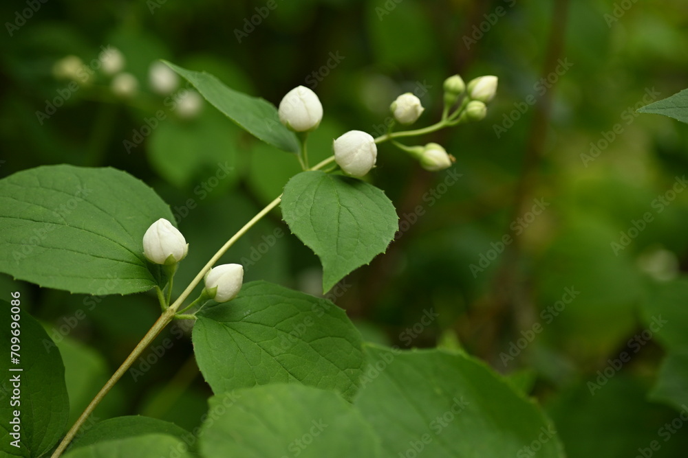 jasmine branches with white flowers, green leaves with jasmine flowers on the bush jasmine branches with white flowers, green leaves with jasmine flowers on the bush