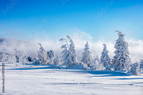 Winter sunny landscape with snow covered trees