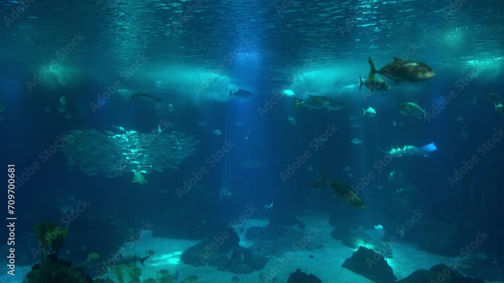 Stunning Underwater world life landscape Stunning Underwater world life landscape