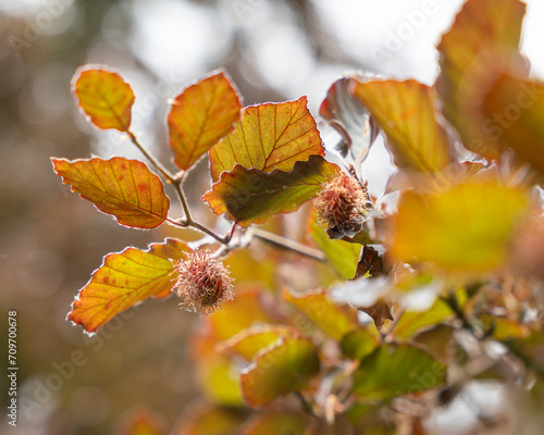 Bild auf Leinwand Copper beech (Fagus sylvatica purpurea) branch with nut cupules