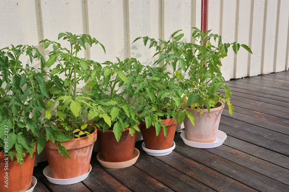Tomato sprouts in ceramic pots near the house