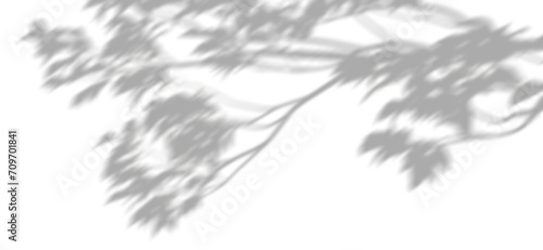 Shadow shade tree branches leaves cut-out transparent backgrounds 3d render png