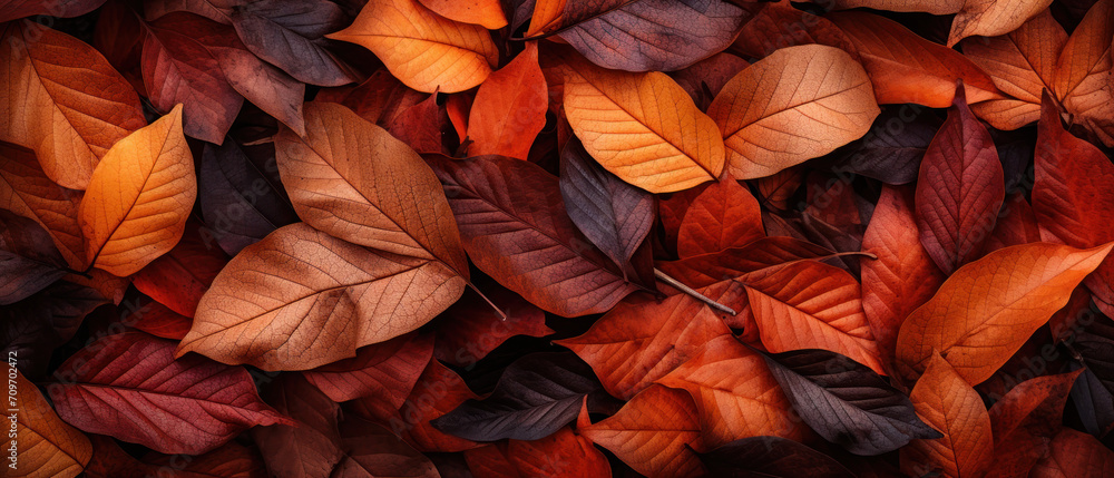 autumn leaves on the ground autumn leaves on the ground