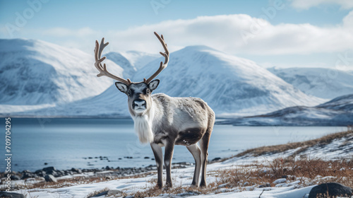 Reindeer Svalbard Norway © artist