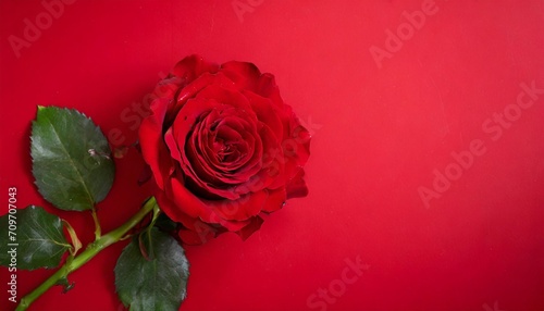red rose on red background valentine