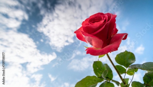 rose with stem red illustration
