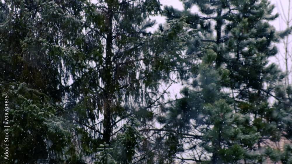 snow falling in the forest snow falling in the forest