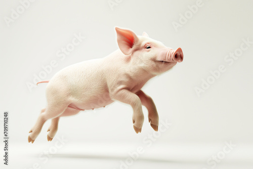 a heavy weight pig jumping  isolate white background