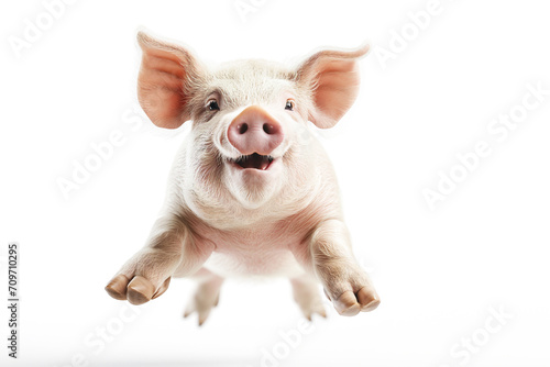 a heavy weight pig jumping isolate white background