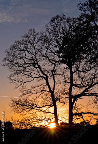 Sunset Behind Bare Winter Trees