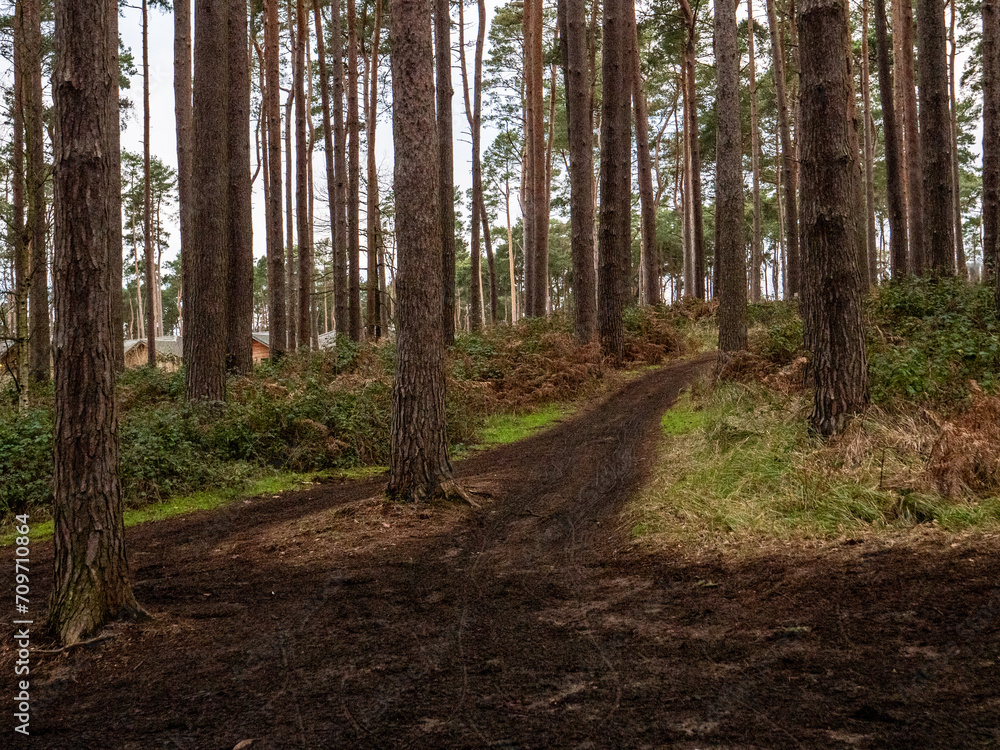 Fototapeta premium Dirt Tracks Through Woodlands