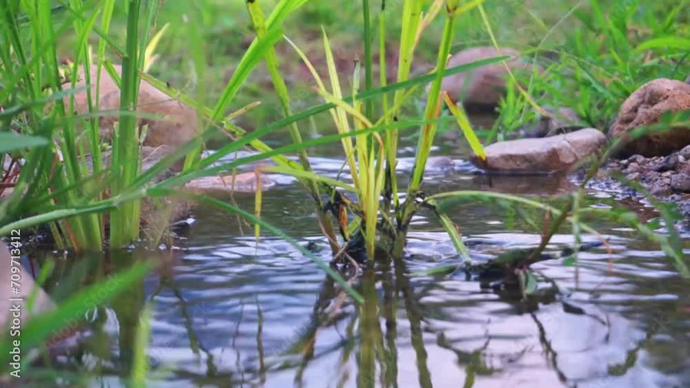 A small stream of water passes through the grass, the rainy season arrives A small stream of water passes through the grass, the rainy season arrives