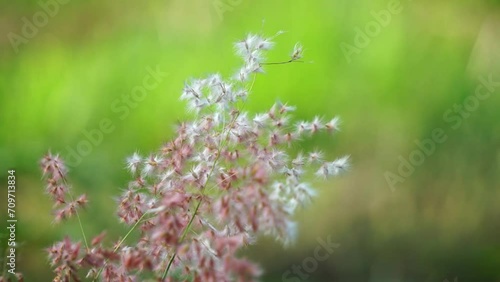 Shrubs blowing in the wind, moving slowly. suitable for use as an introduction to the background of relaxation music photo